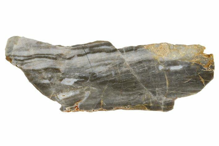 Polished Linella Avis Stromatolite - Million Years #180028